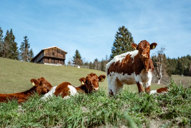 Erlebnisurlaub in Österreich – Kühe auf der Alm mit Bergpanorama am Landhaus Ederbauer.